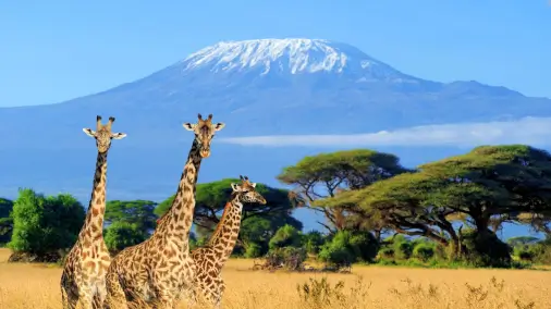 Visa requirements for United Kingdom passport holders traveling to Kenyan